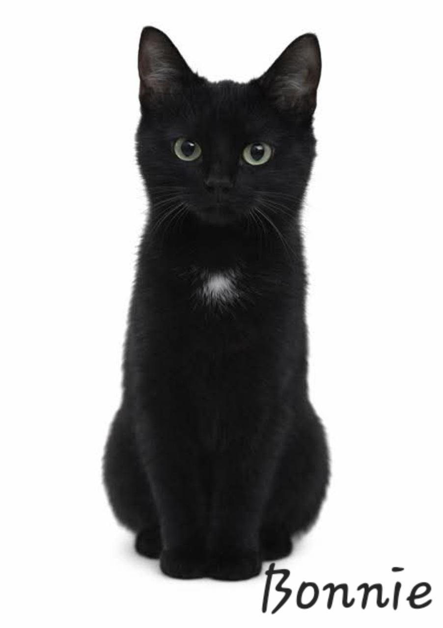 Enlarge Bonnie, a ADOPTABLE mixed breed in Byran, OH image 1/2