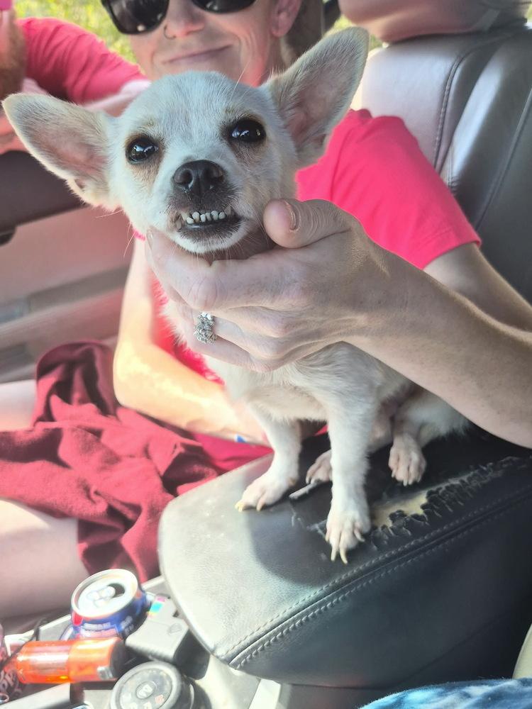 Enlarge Hugo, a Adoptable Chihuahua in Columbus, OH image 2/4