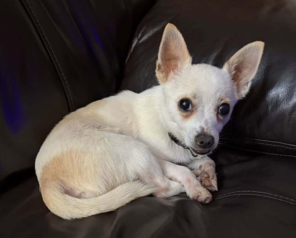 Enlarge Hugo, a Adoptable Chihuahua in Columbus, OH image 3/4