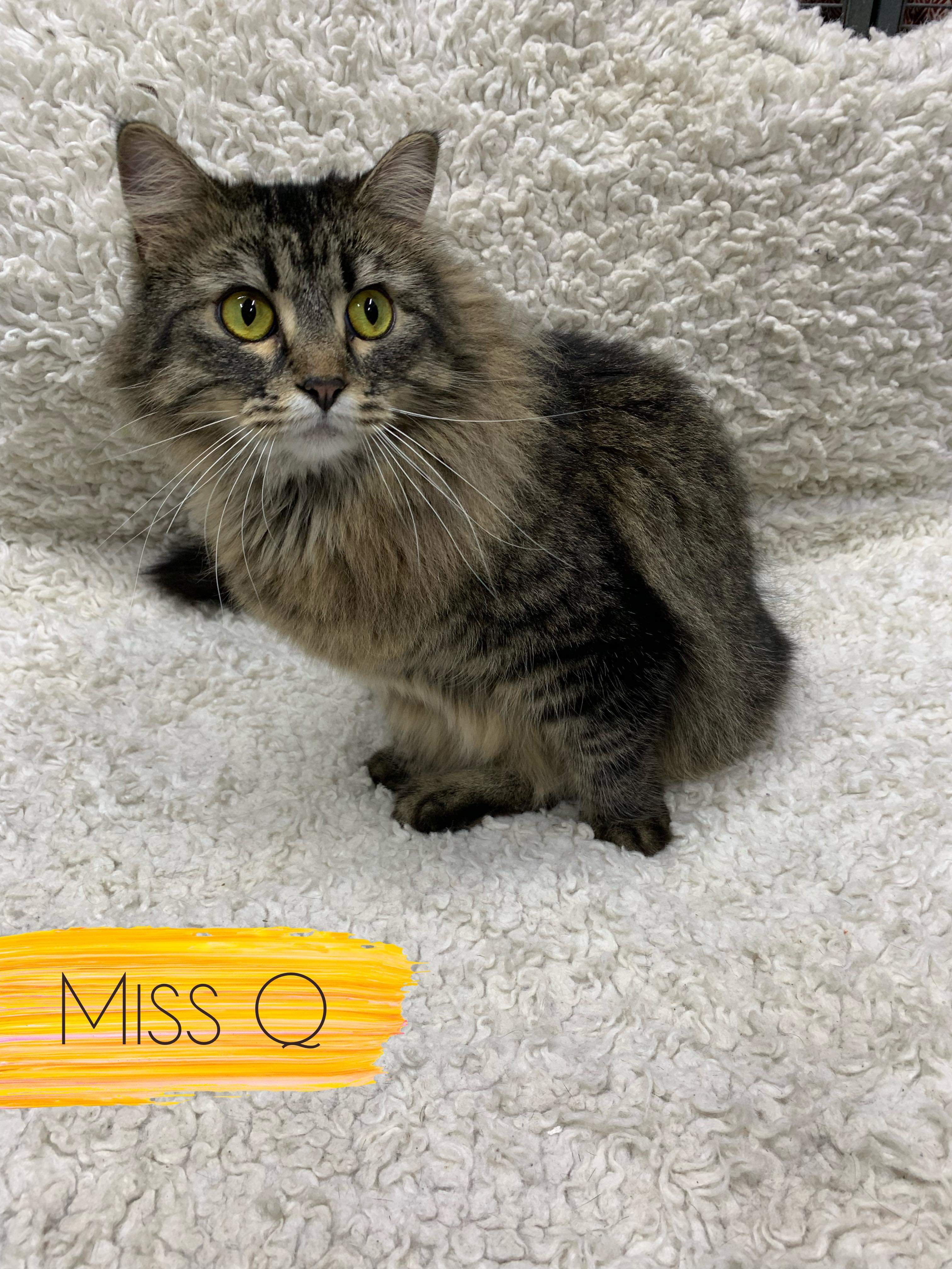 Miss Q, Adoptable, Adult Female Domestic Medium Hair.