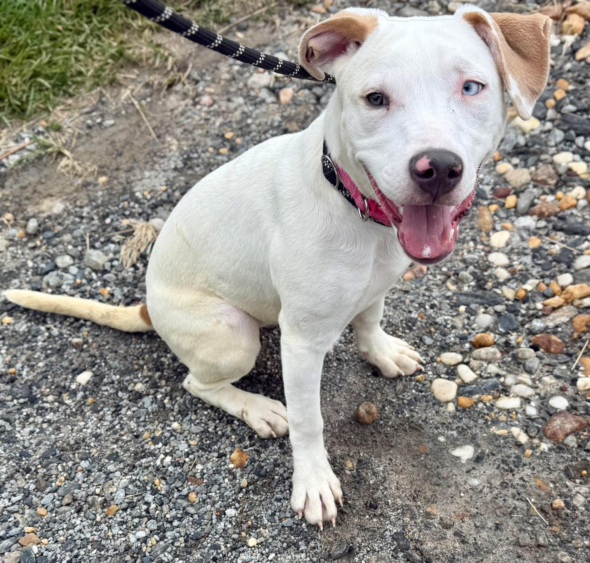 Kylie, an adopted mixed breed in sparta, NC image 1/3
