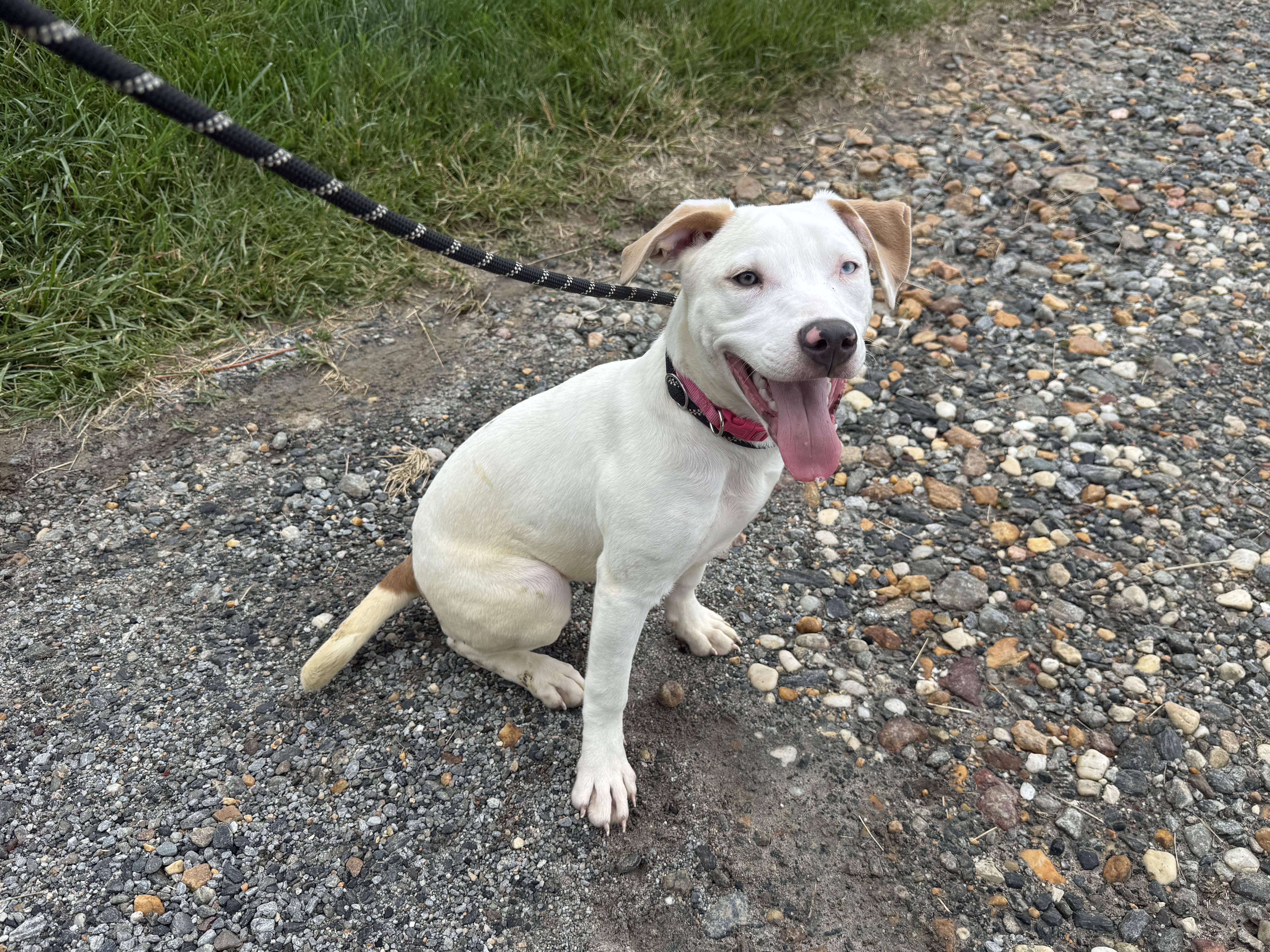 Kylie, an adopted mixed breed in sparta, NC image 3/3