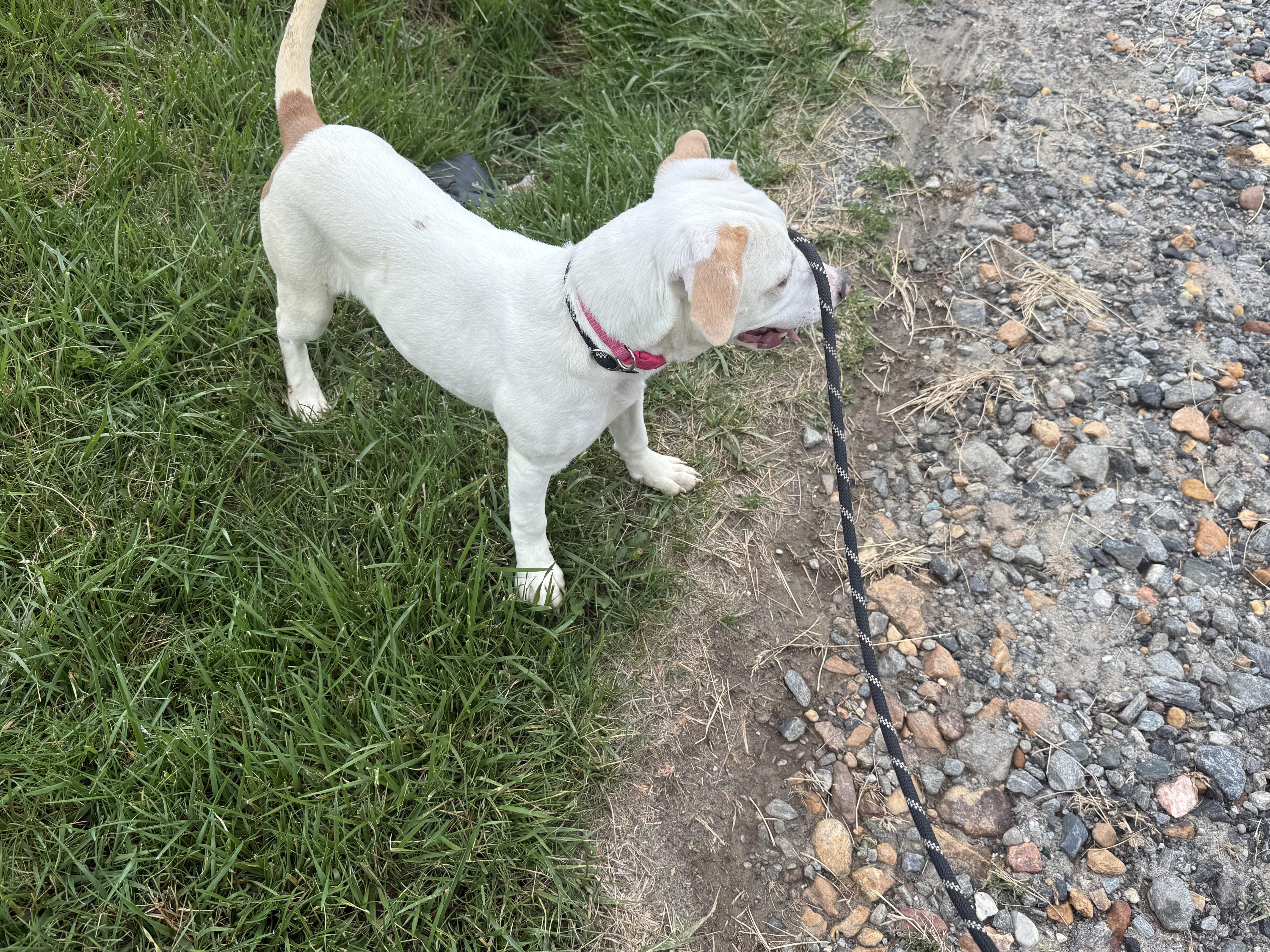 Kylie, an adopted mixed breed in sparta, NC image 2/3