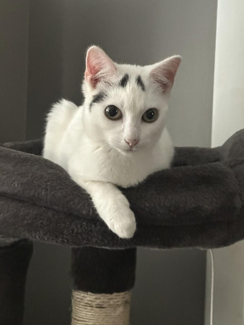 Enlarge Mashed Potato , a ADOPTABLE Domestic Short Hair in Medford, NJ image 1/5