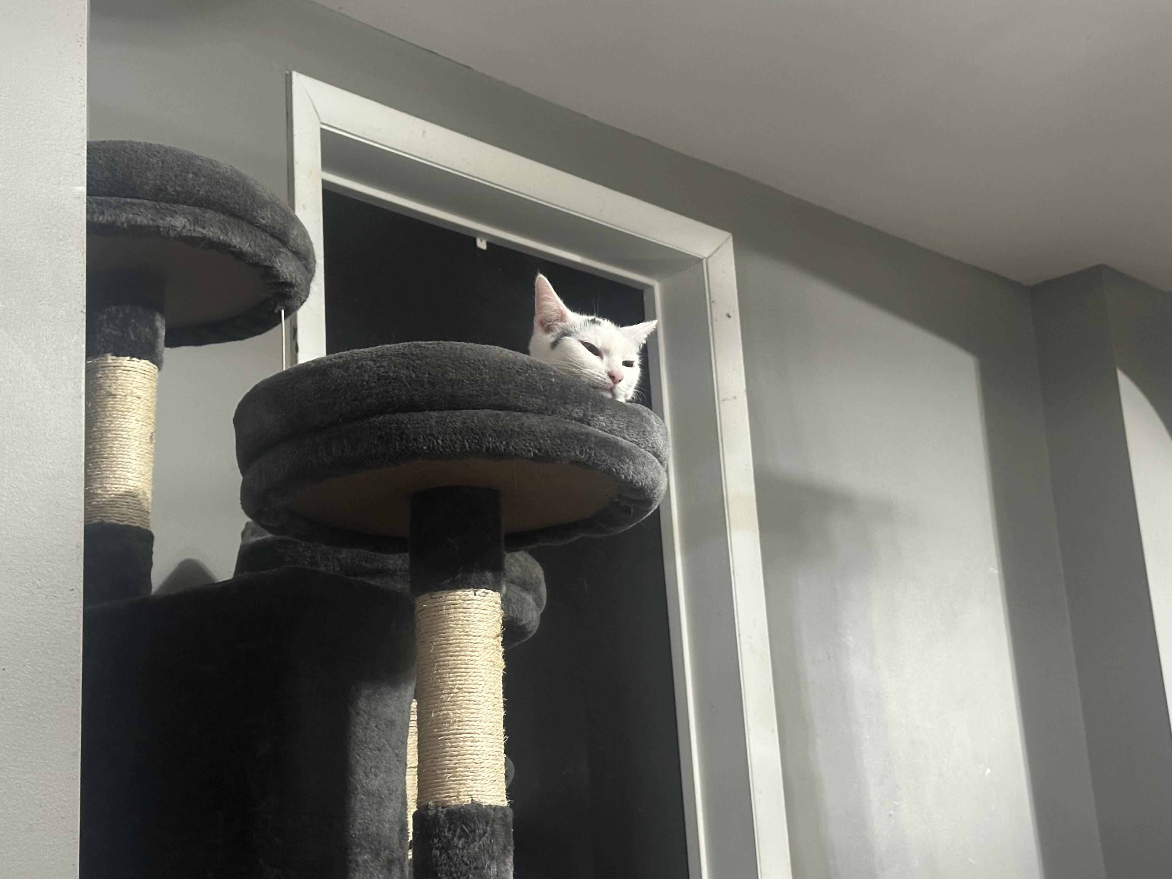 Enlarge Mashed Potato , a ADOPTABLE Domestic Short Hair in Medford, NJ image 5/5