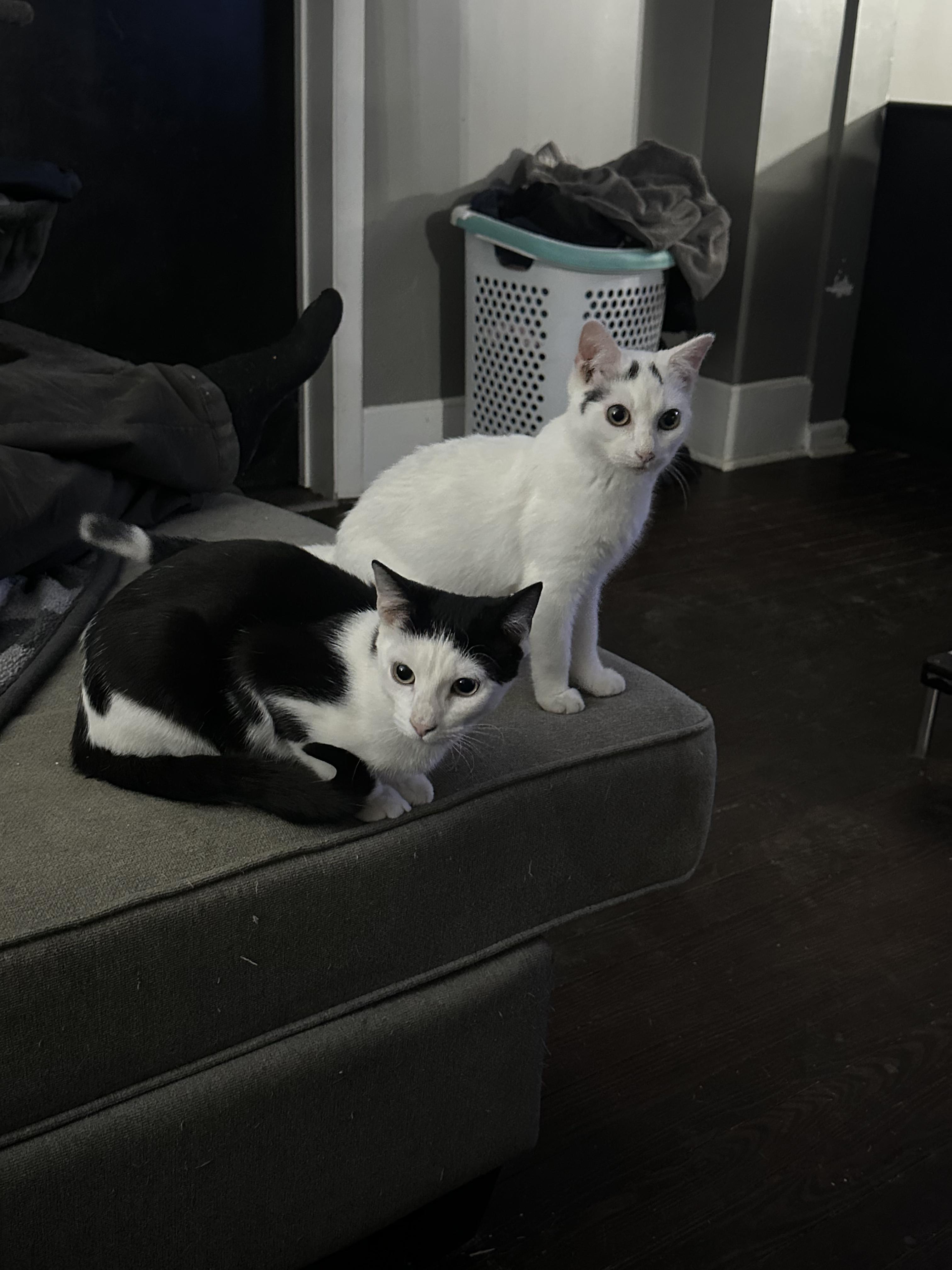 Enlarge Mashed Potato , a ADOPTABLE Domestic Short Hair in Medford, NJ image 2/5