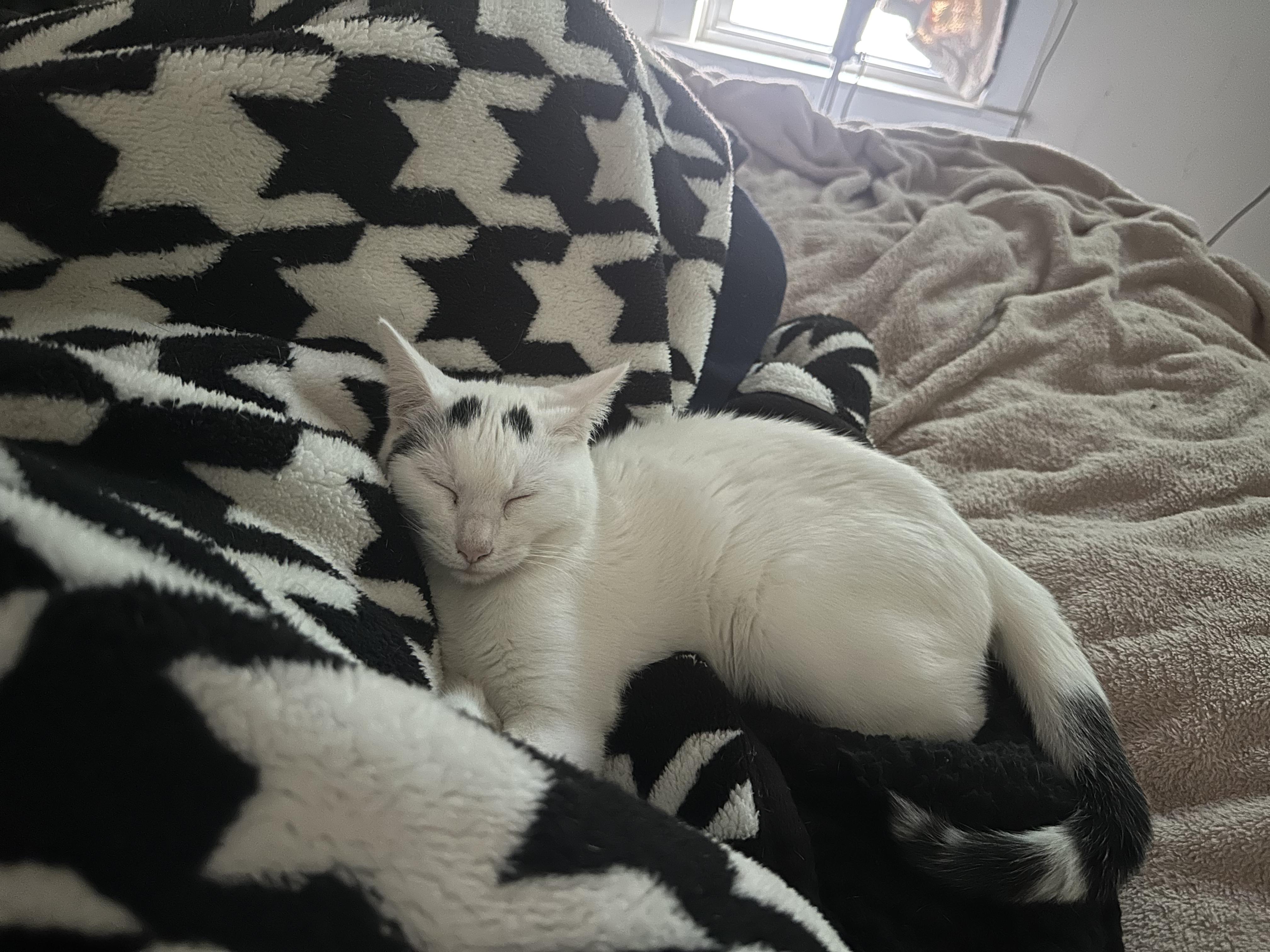 Enlarge Mashed Potato , a ADOPTABLE Domestic Short Hair in Medford, NJ image 4/5