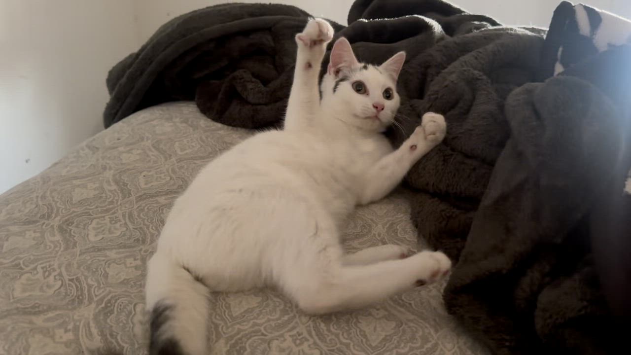 Enlarge Mashed Potato , a ADOPTABLE Domestic Short Hair in Medford, NJ video 3/5