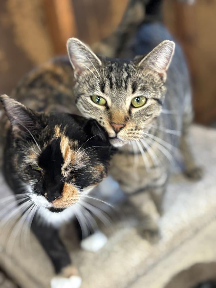 Alina, Adoptable, Kitten Female Domestic Short Hair.