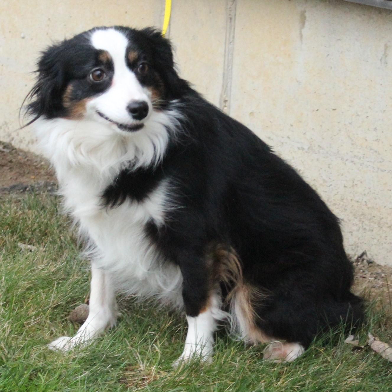 Enlarge Ruby, an adopted Australian Shepherd in Eaton, OH image 5/6