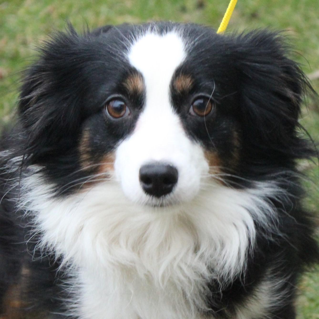 Enlarge Ruby, an adopted Australian Shepherd in Eaton, OH image 1/6