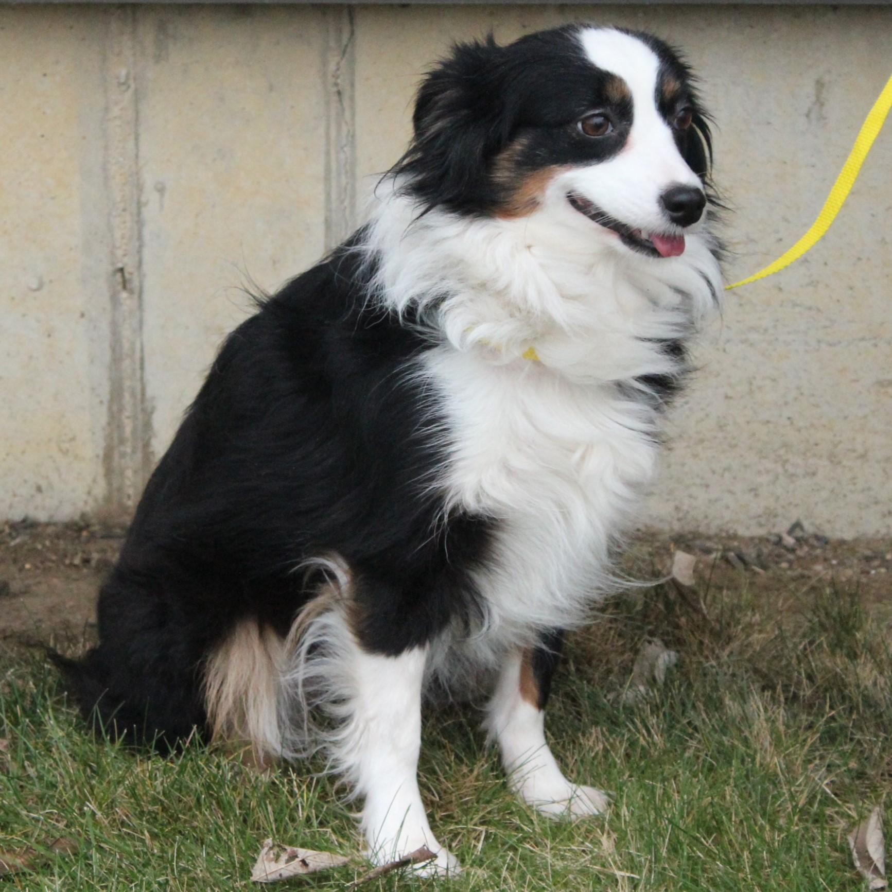 Enlarge Ruby, an adopted Australian Shepherd in Eaton, OH image 2/6