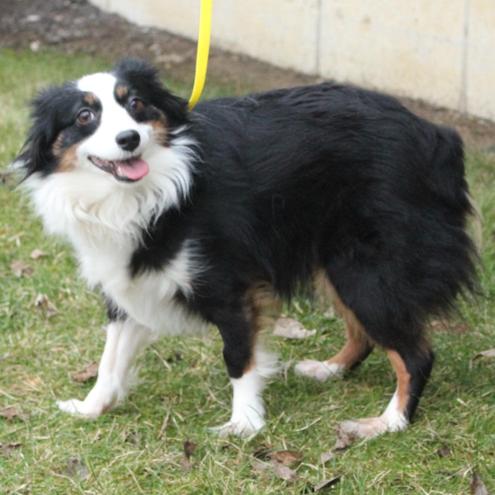 Enlarge Ruby, an adopted Australian Shepherd in Eaton, OH image 4/6