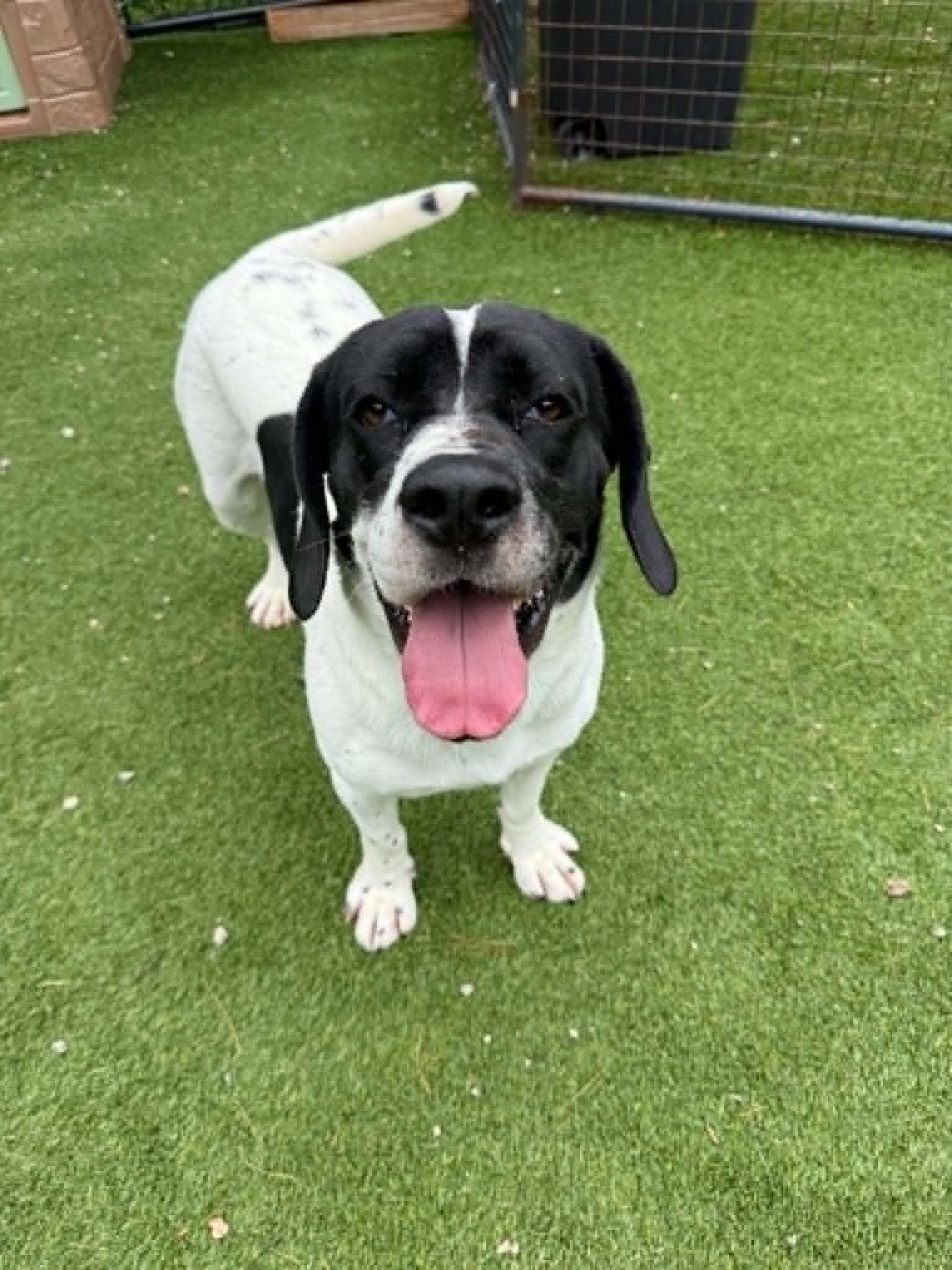 Enlarge Rain, a ADOPTABLE mixed breed in Groton, CT image 2/4