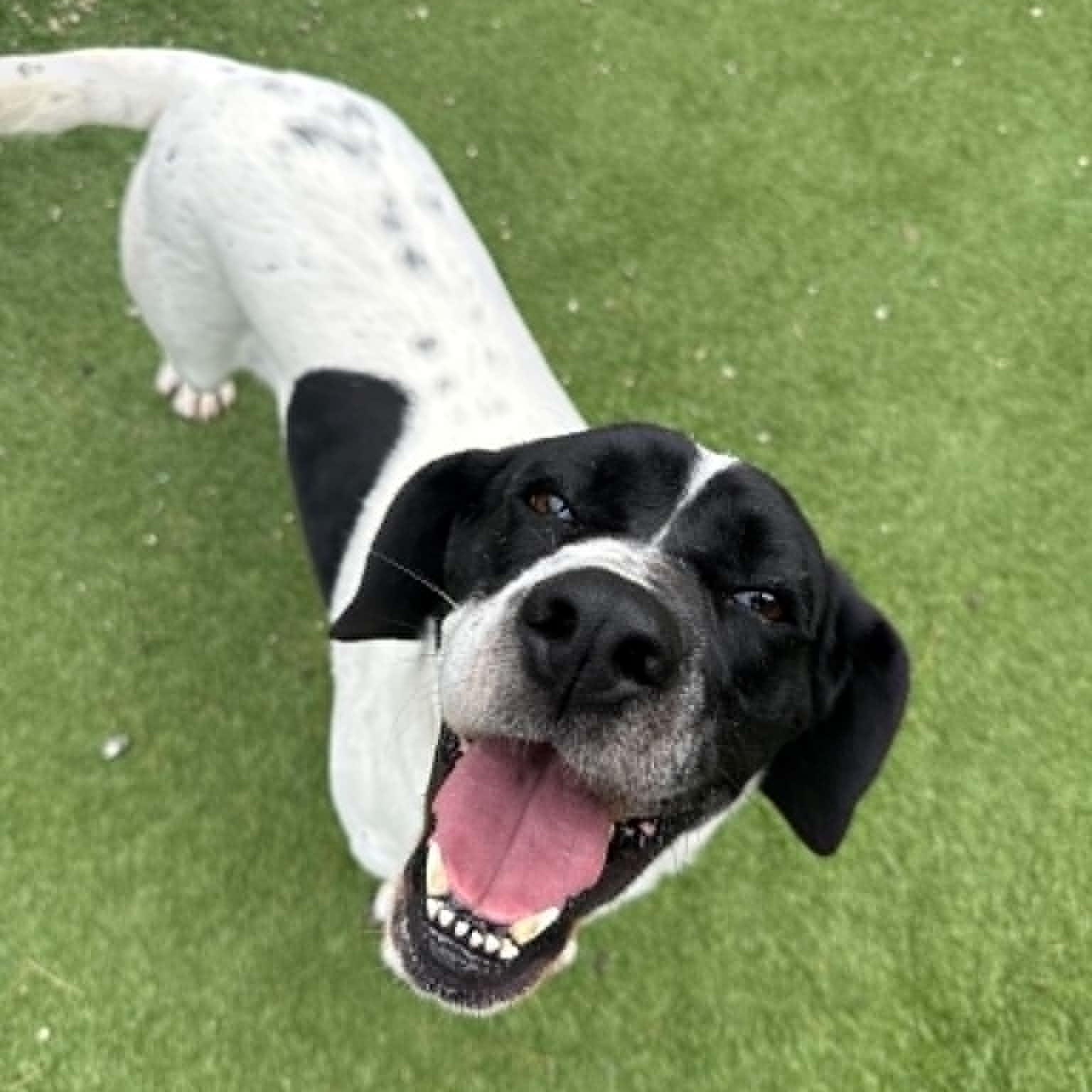Rain, ADOPTABLE, Adult Female Hound.