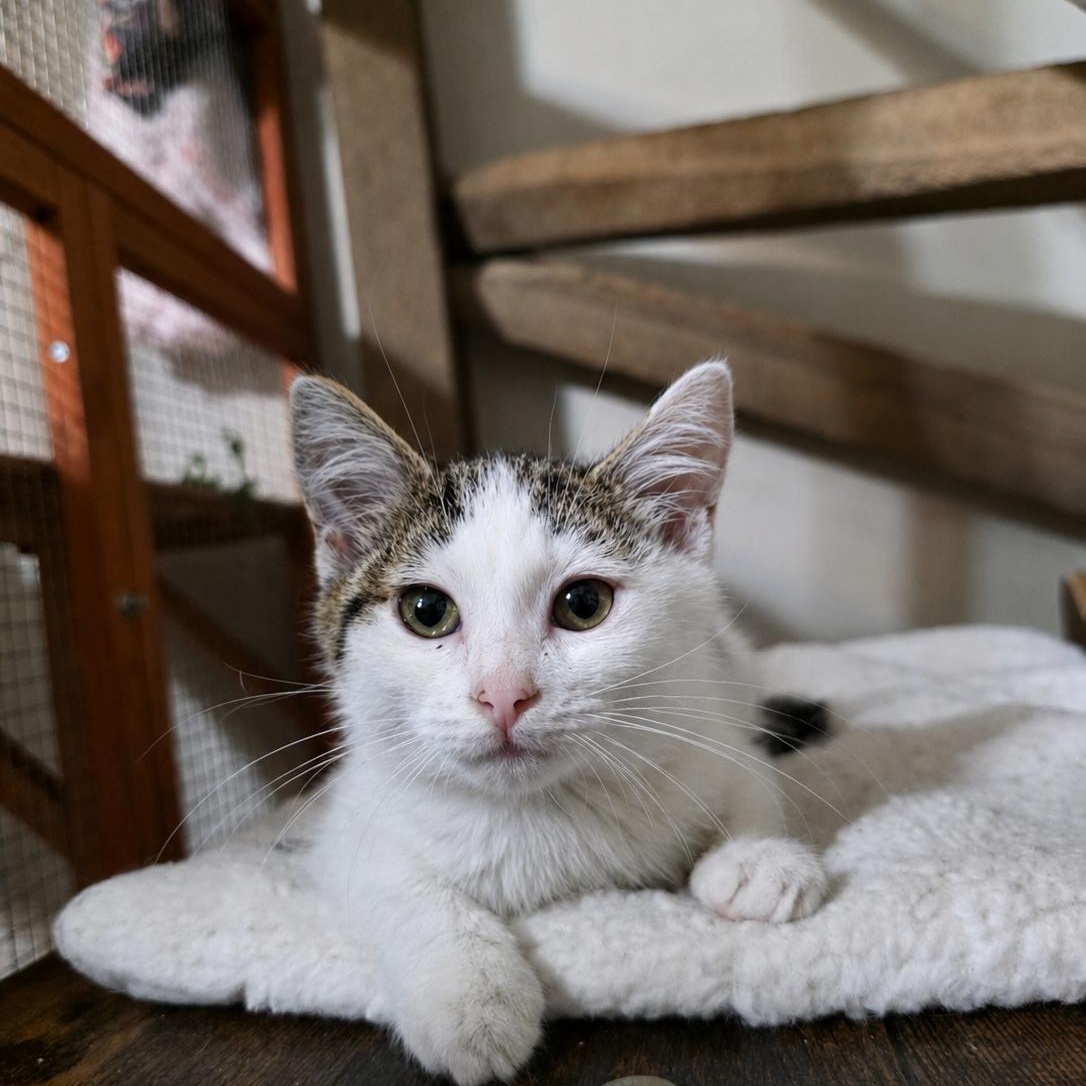 Moth, Adoptable, Kitten Female Domestic Short Hair.