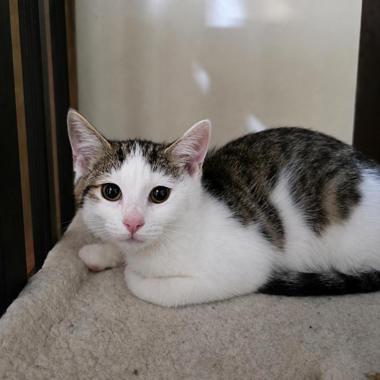 Moth, a Adoptable Domestic Short Hair in Moriches, NY image 2/2
