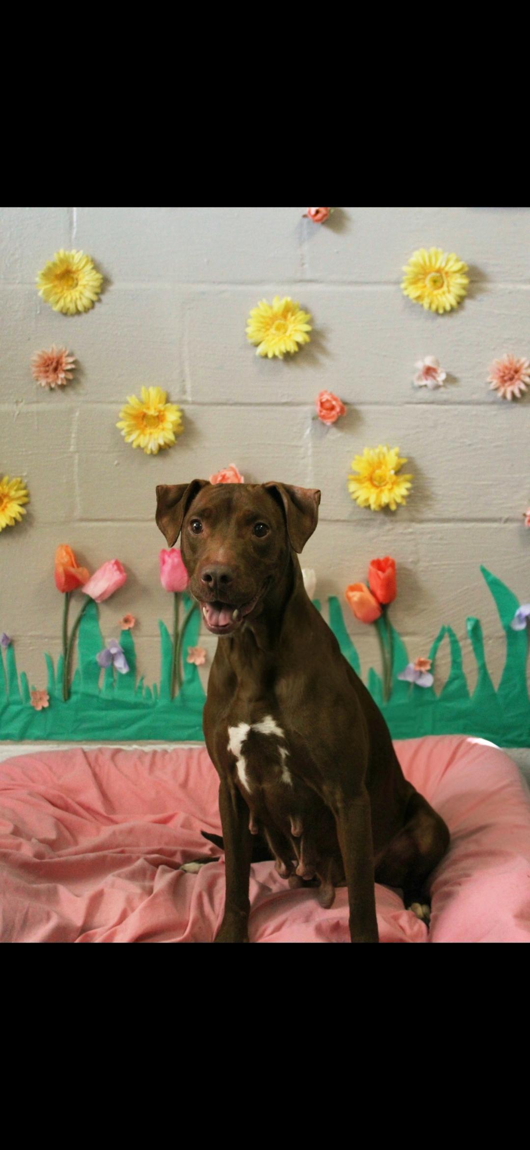 Shelby, Adoptable, Adult Female Chocolate Labrador Retriever.
