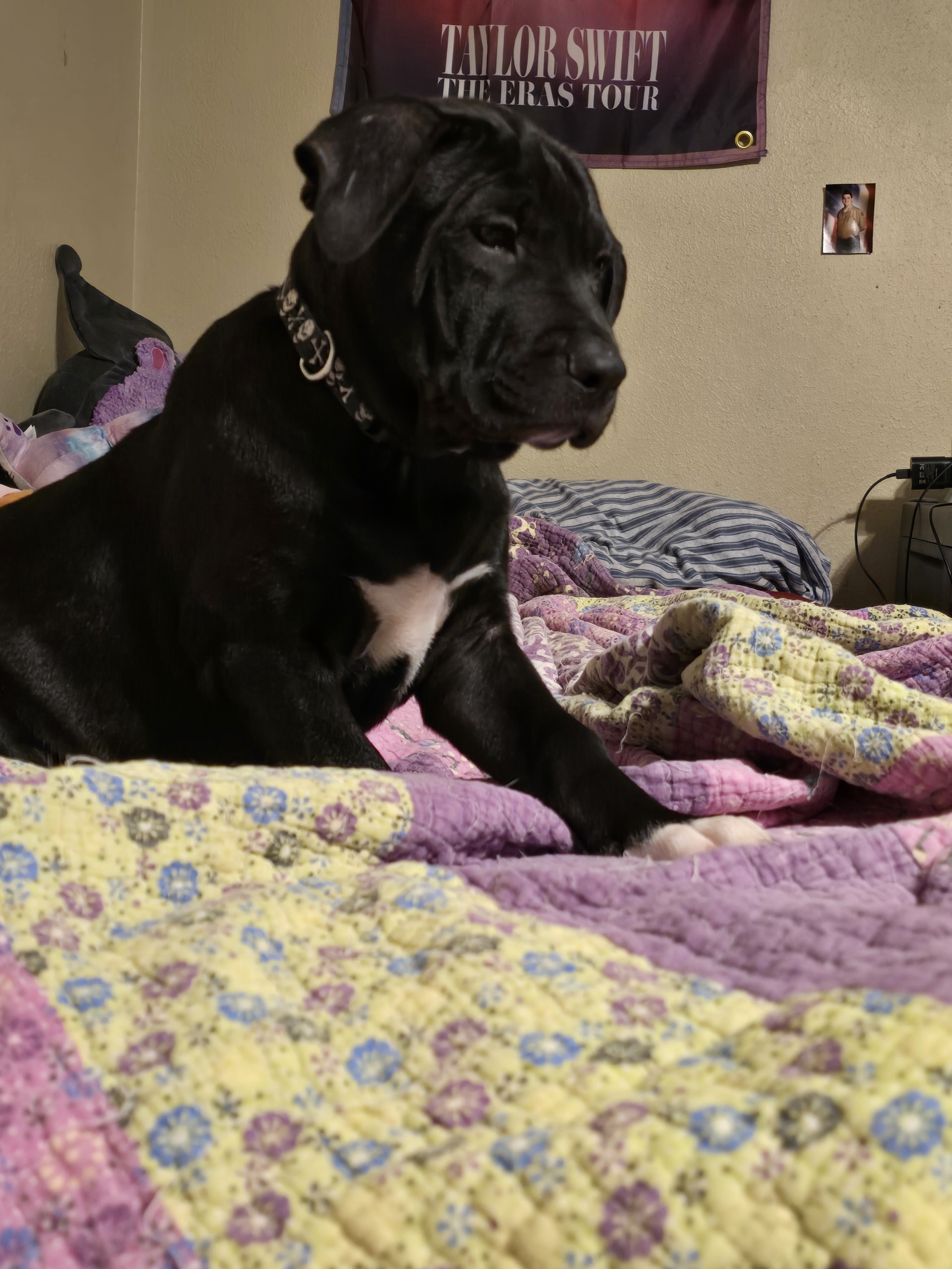 Bo, an adoptable Black Labrador Retriever, Mastiff in Inez, TX, 77968 | Photo Image 4