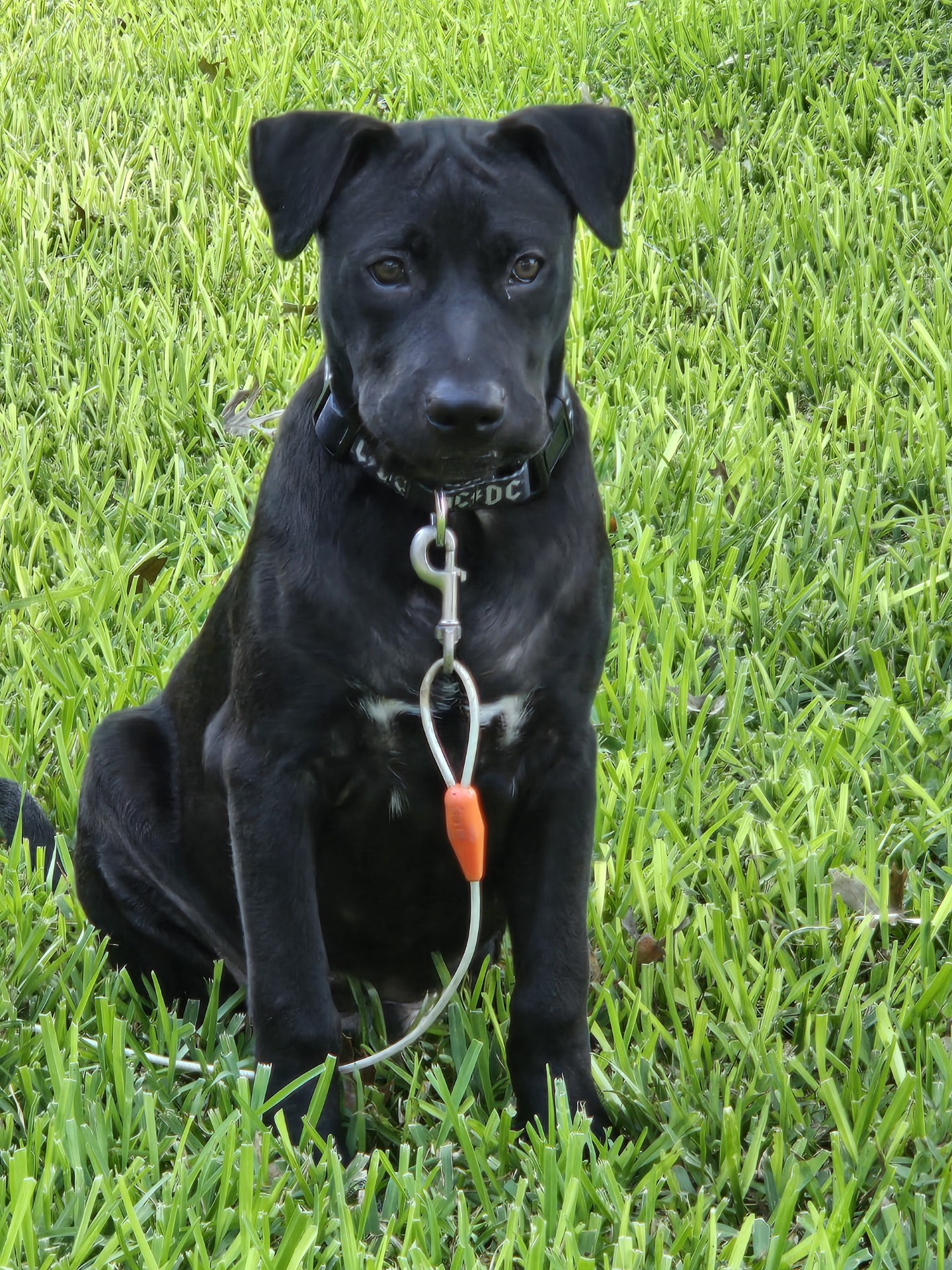 Bo, an adoptable Black Labrador Retriever, Mastiff in Inez, TX, 77968 | Photo Image 1