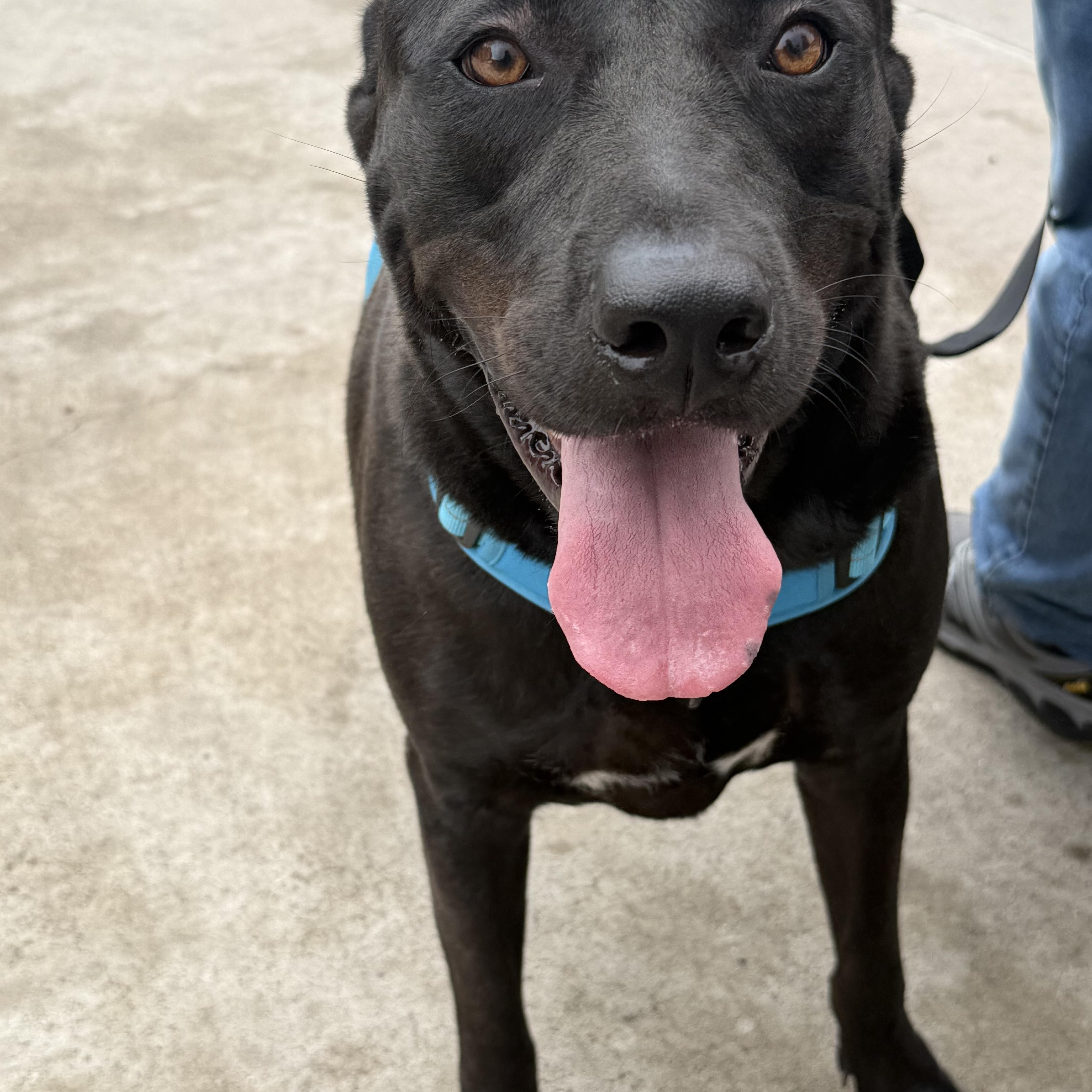 Bo, a Adoptable mixed breed in Inez, TX image 5/5