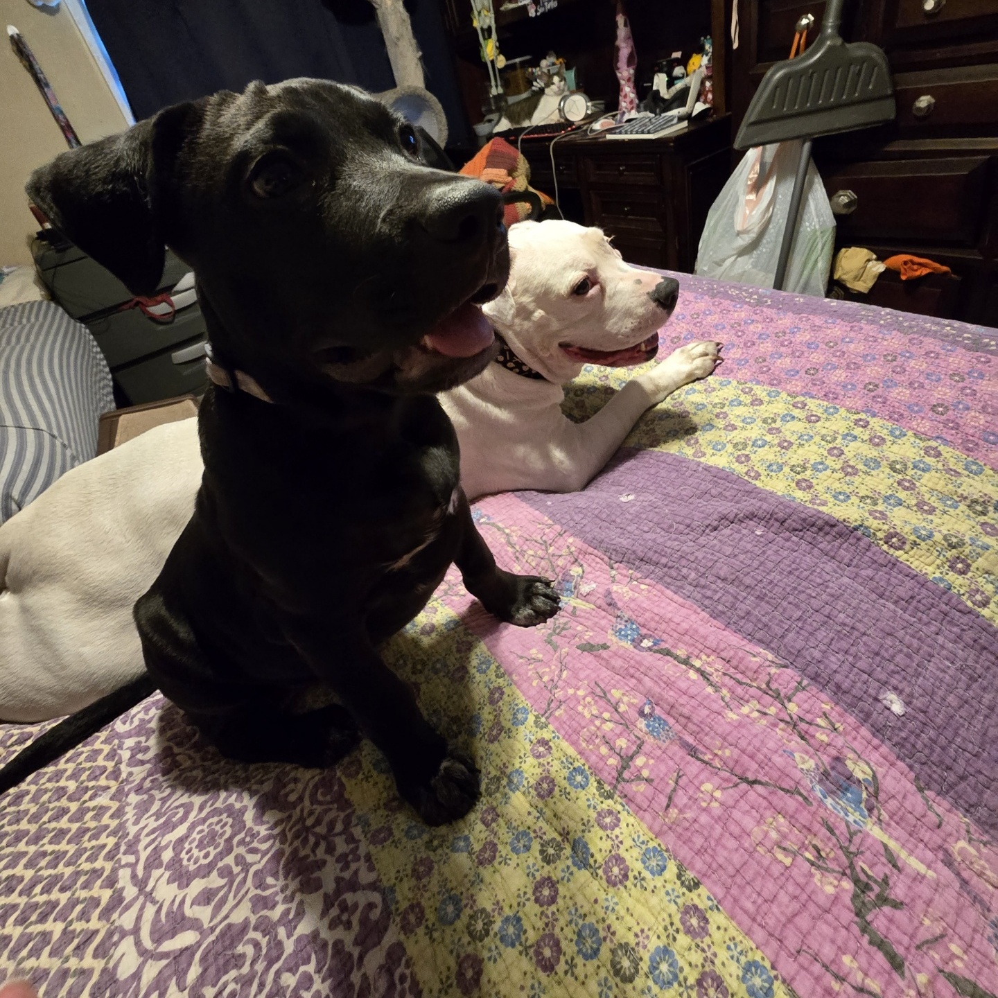Bo, an adoptable Black Labrador Retriever, Mastiff in Inez, TX, 77968 | Photo Image 3