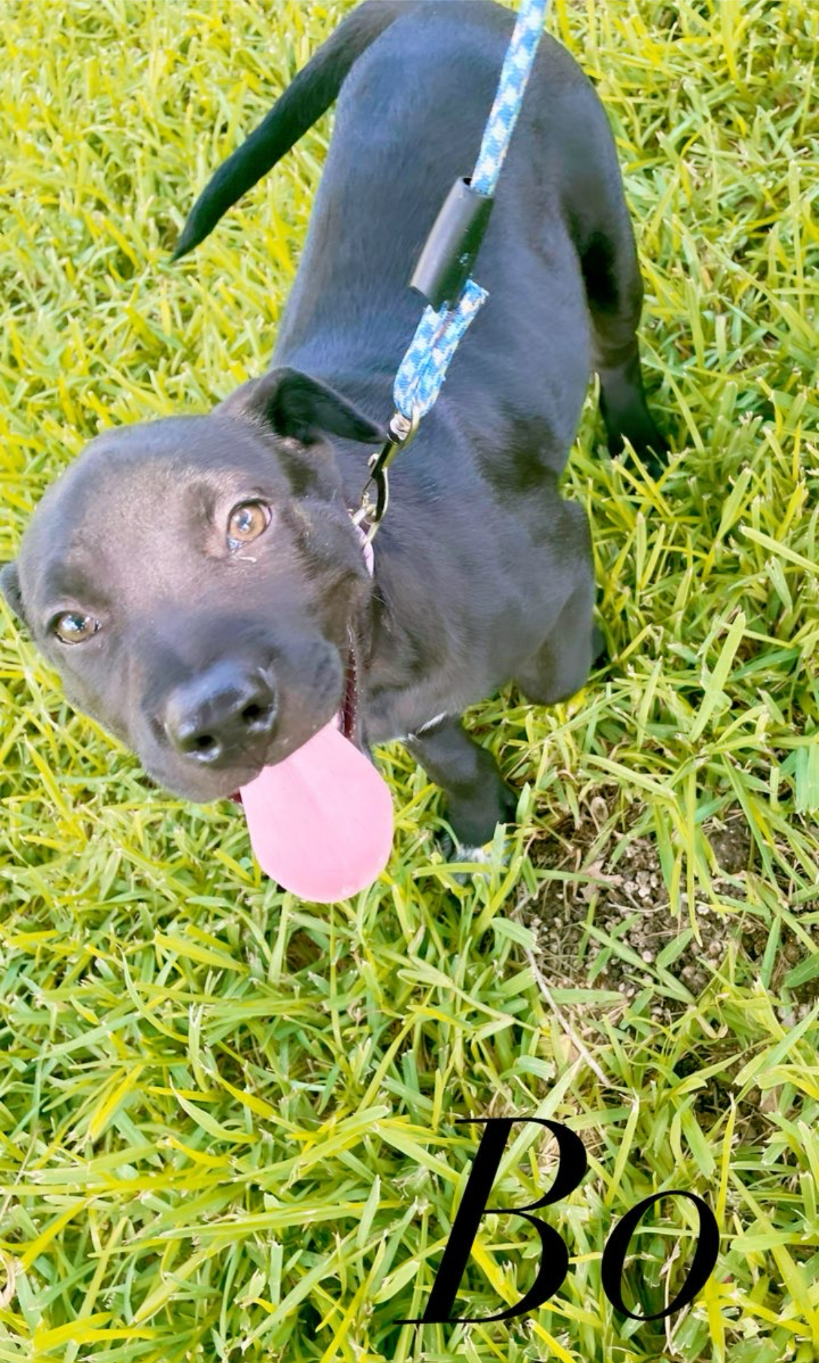 Bo, an adoptable Black Labrador Retriever, Mastiff in Inez, TX, 77968 | Photo Image 2