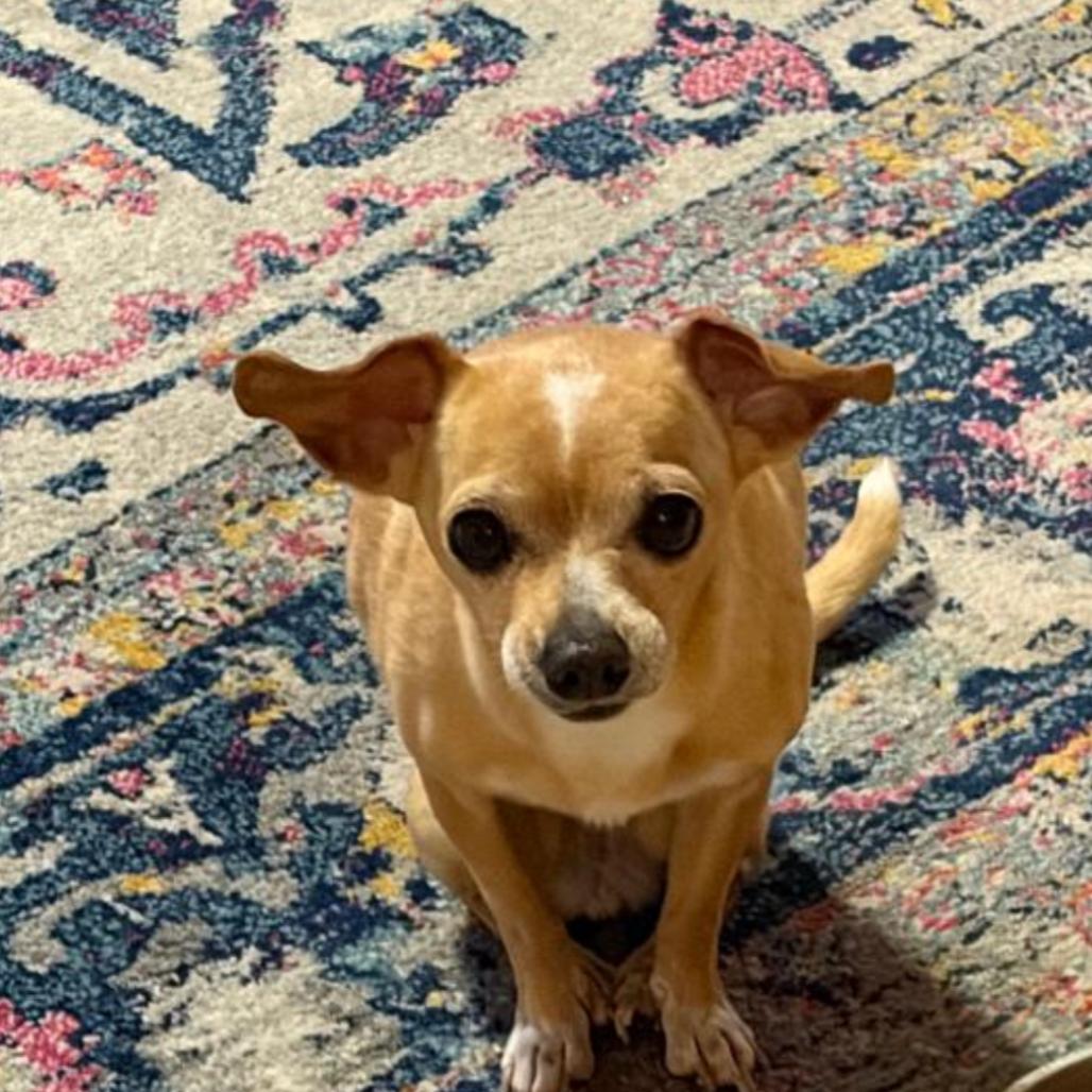 Enlarge Belle, a Adoptable Chihuahua in Normal, IL image 1/1