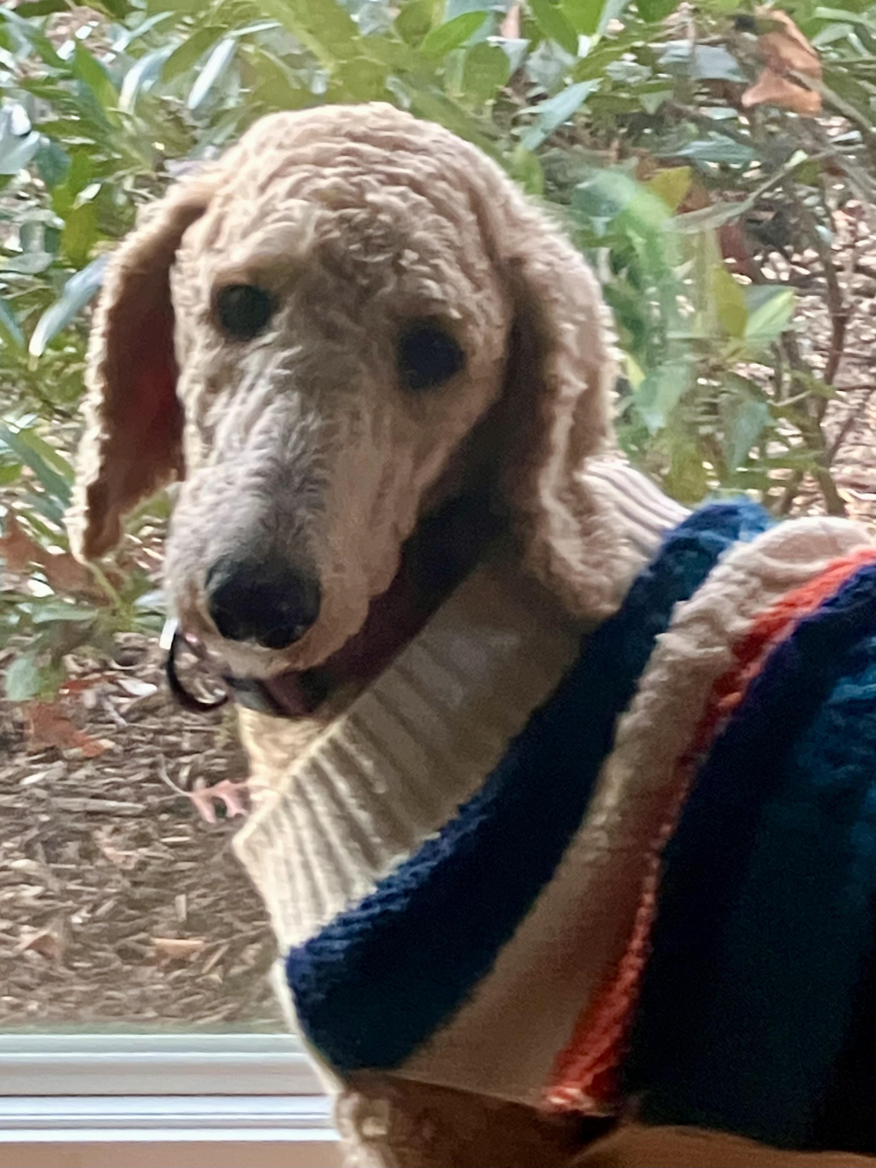 Enlarge Nola, a Adoptable Poodle in Falls Church, VA image 3/3