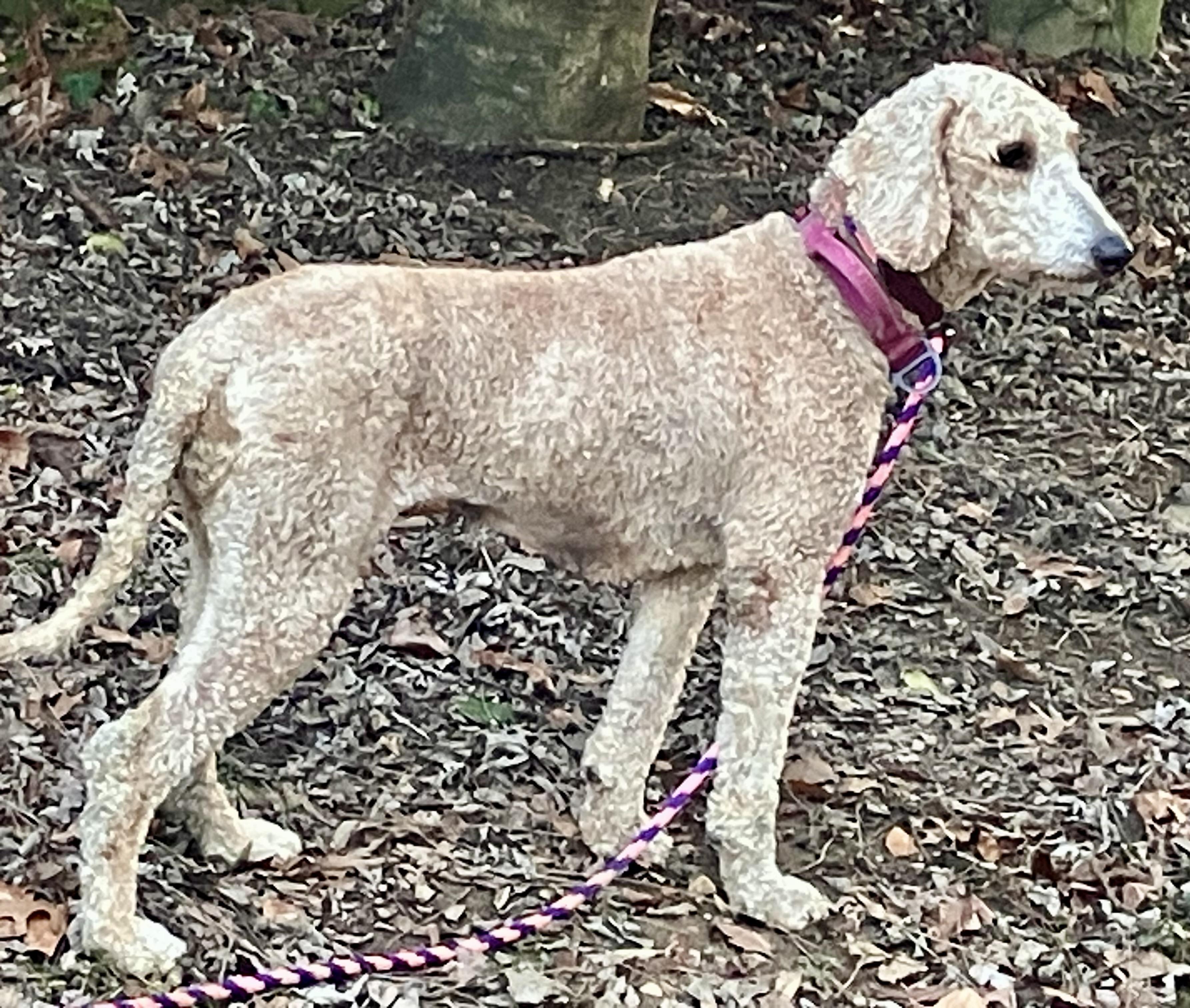 Enlarge Nola, a Adoptable Poodle in Falls Church, VA image 2/3