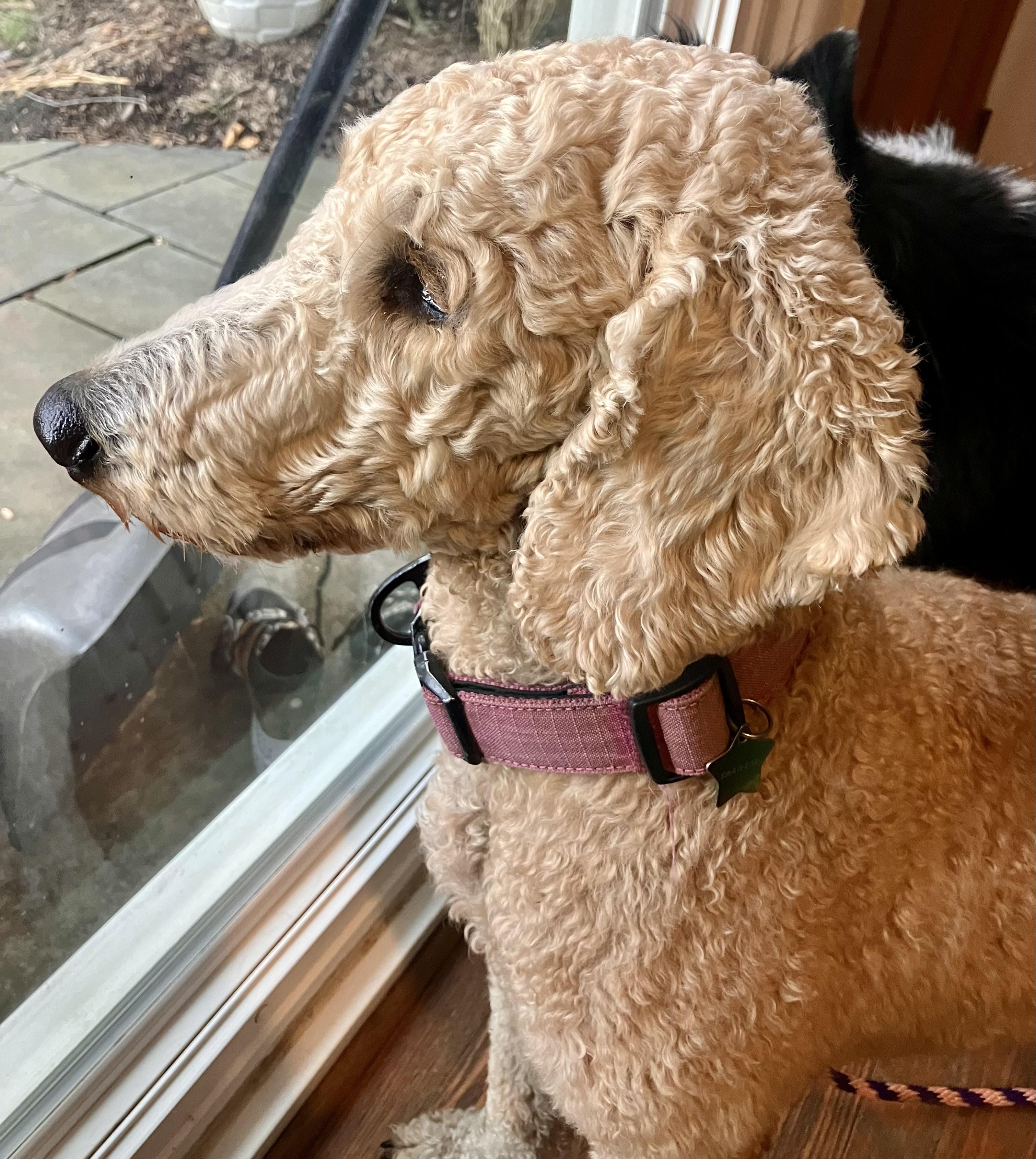 Enlarge Nola, a Adoptable Poodle in Falls Church, VA image 1/3