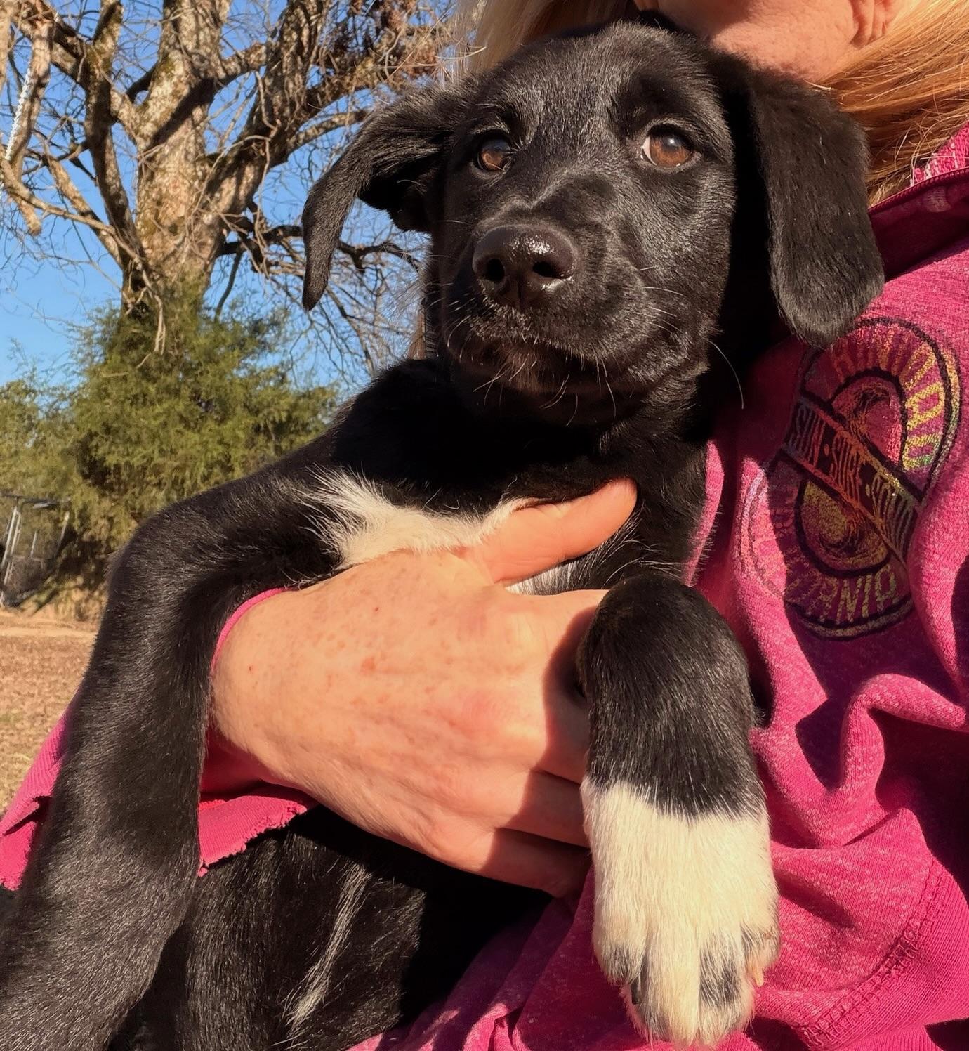 Enlarge Matt, an adopted mixed breed in Quakertown , PA image 4/6