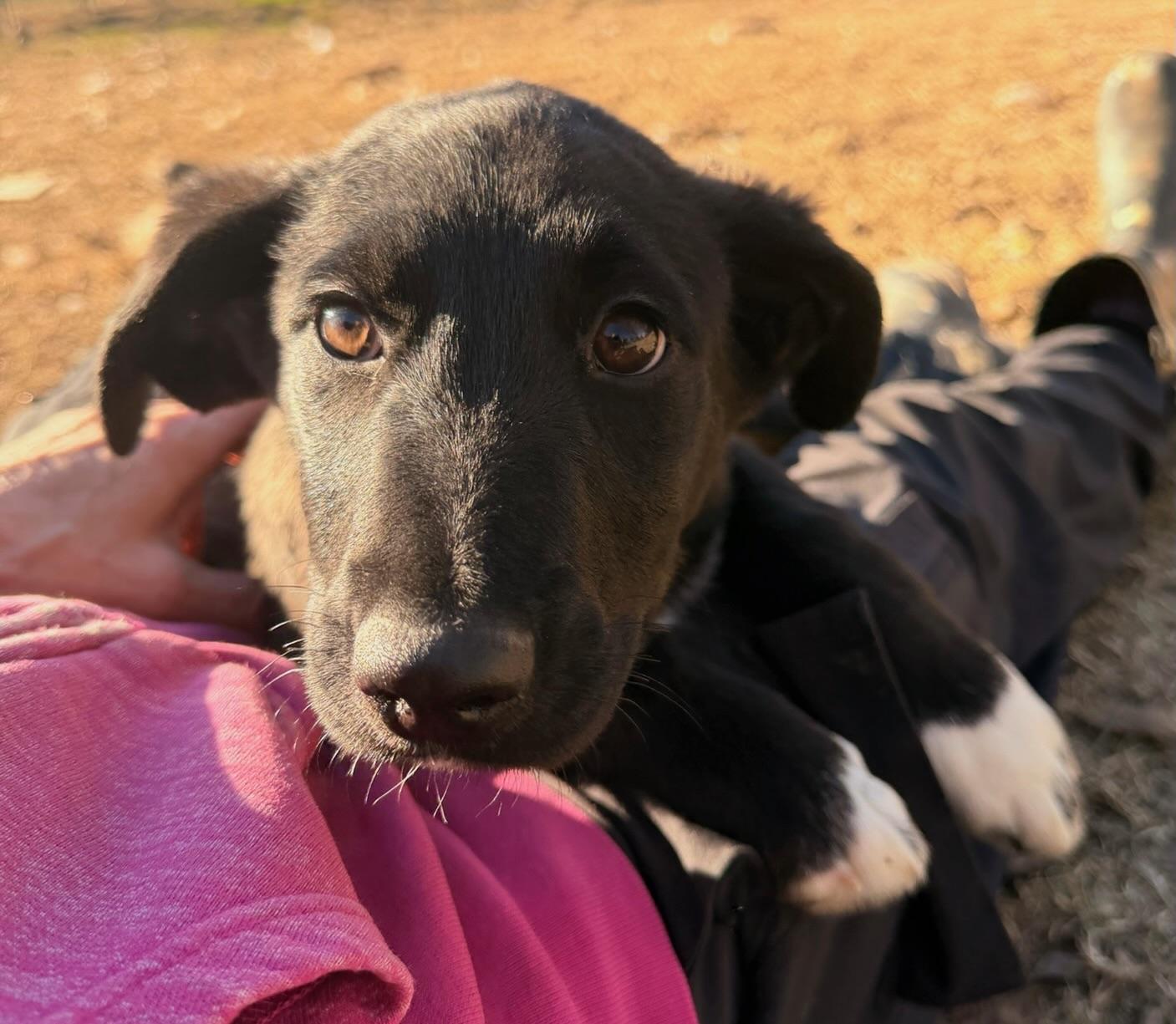 Enlarge Matt, an adopted mixed breed in Quakertown , PA image 1/6