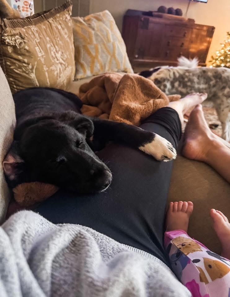 Enlarge Matt, an adopted mixed breed in Quakertown , PA image 2/6