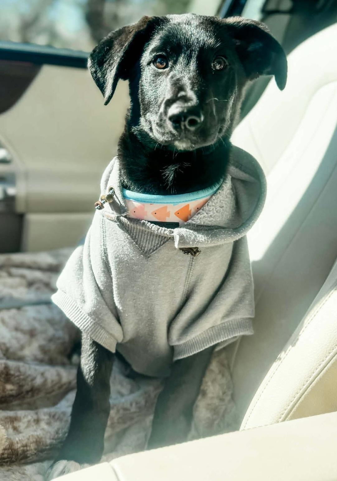 Enlarge Matt, an adopted mixed breed in Quakertown , PA image 5/6