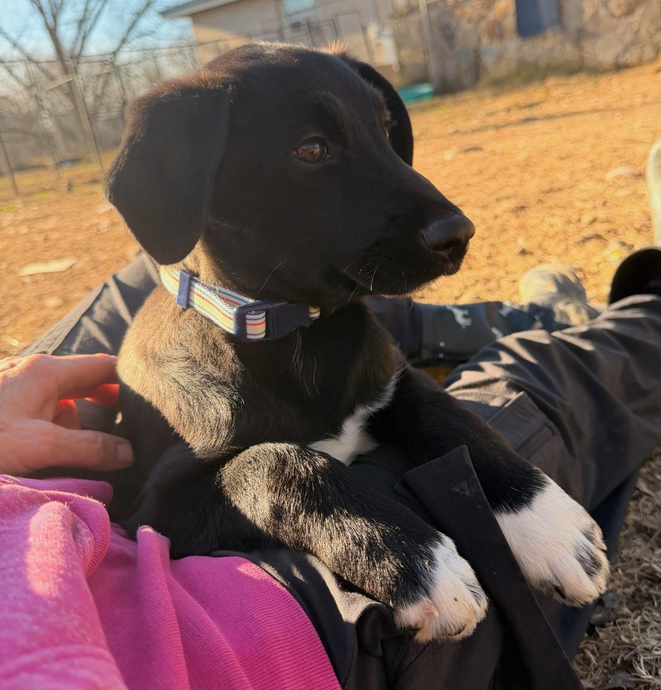 Enlarge Matt, an adopted mixed breed in Quakertown , PA image 3/6