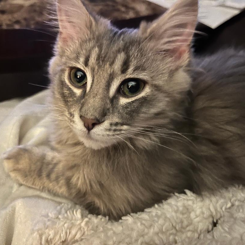 Enlarge Ash, an adopted mixed breed in Gastonia, NC image 3/3