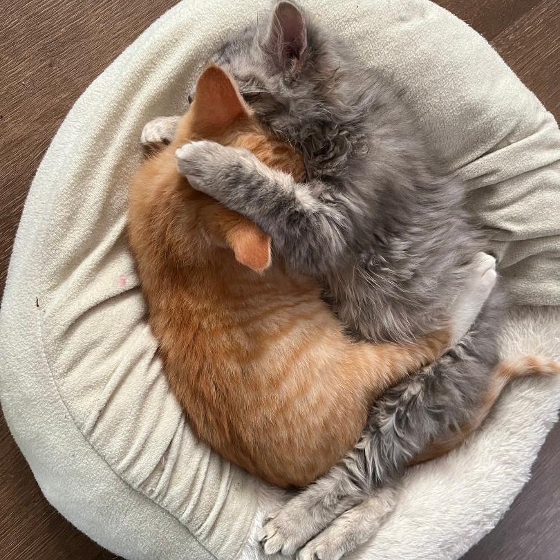 Enlarge Ash, an adopted mixed breed in Gastonia, NC image 2/3