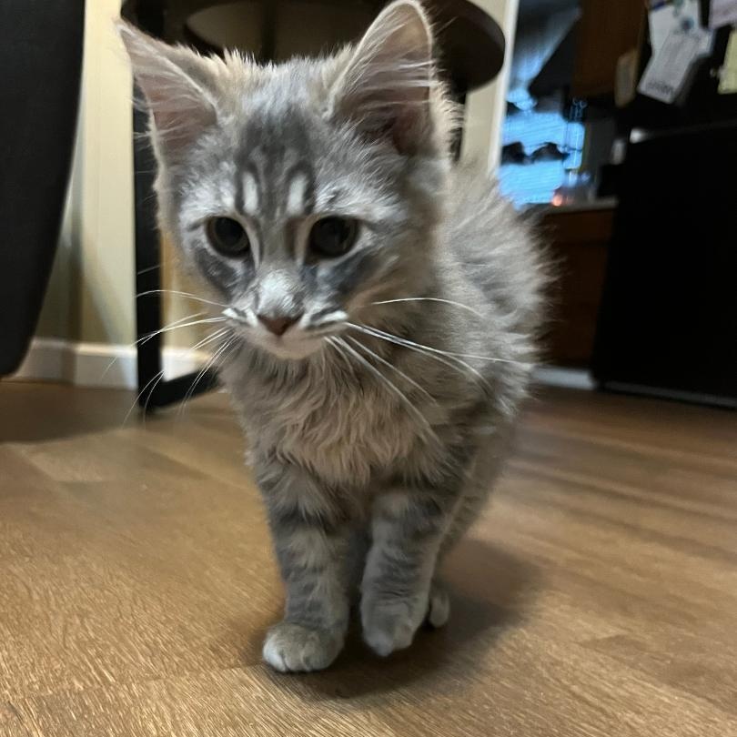 Enlarge Ash, an adopted mixed breed in Gastonia, NC image 1/3