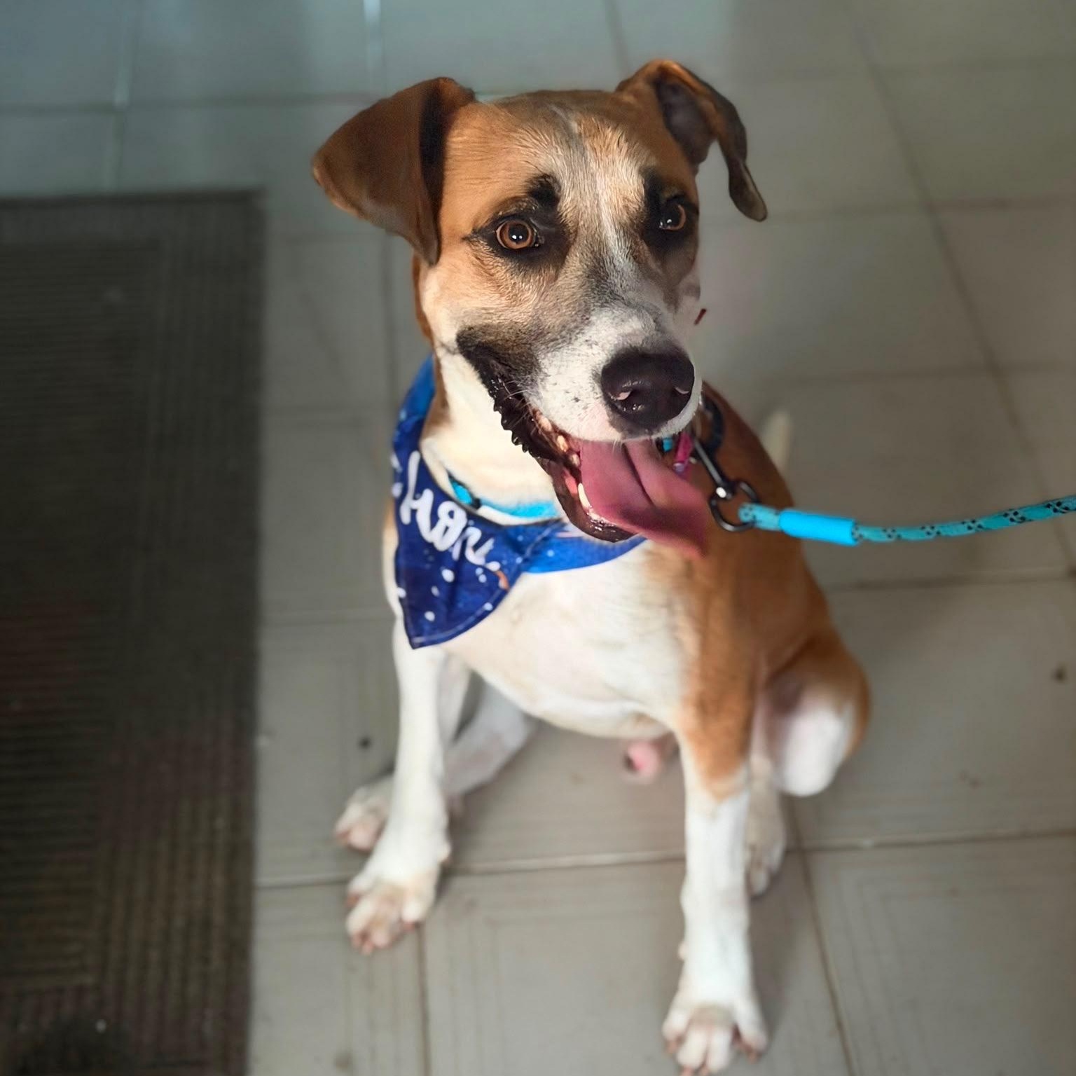 Louis - The Big Playful Lovebug, Adoptable, Young Male Labrador Retriever & Canaan Dog.
