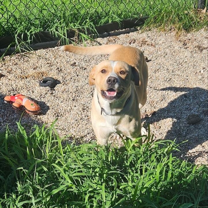 Powder, a ADOPTABLE mixed breed in Windsor, CT image 4/4