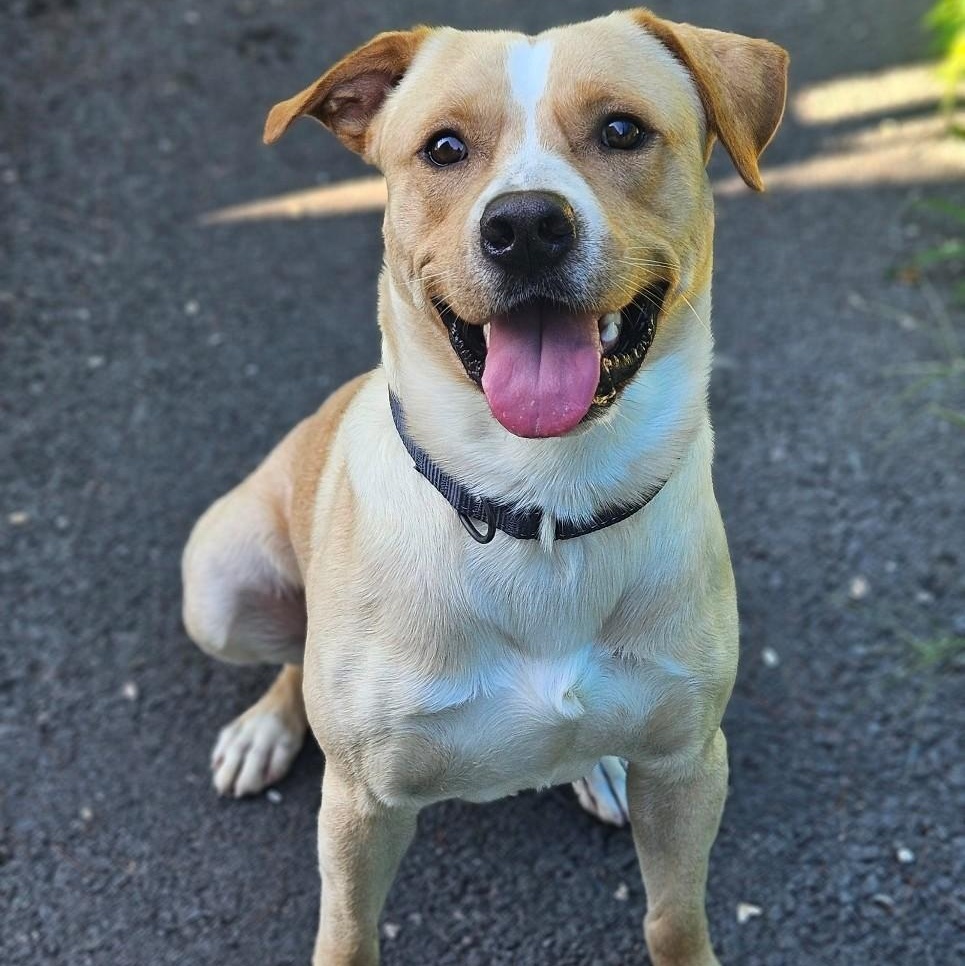 Powder, ADOPTABLE, Adult Male Labrador Retriever.