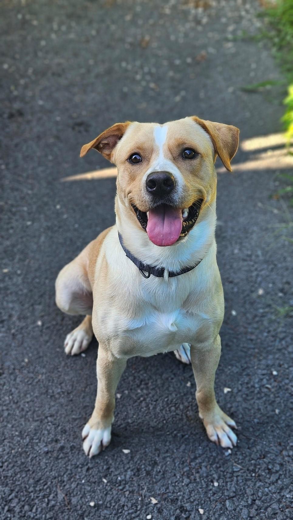 Enlarge Powder, a ADOPTABLE mixed breed in Windsor, CT image 4/4