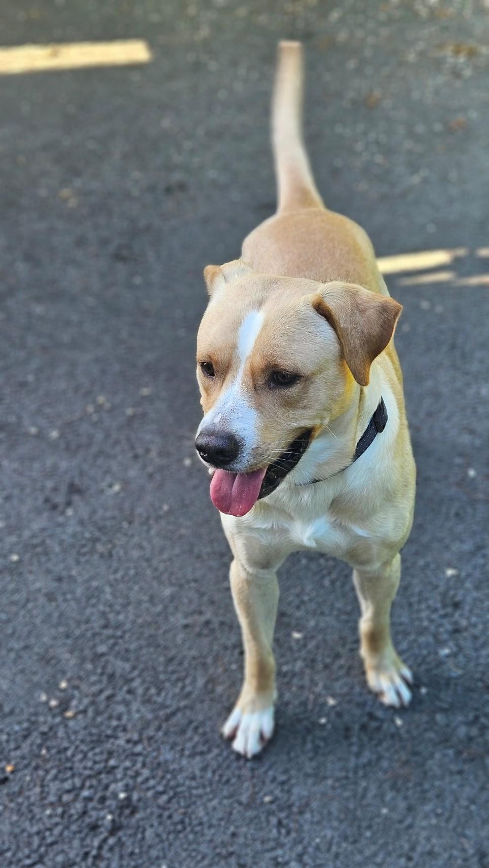 Enlarge Powder, a ADOPTABLE mixed breed in Windsor, CT image 2/4