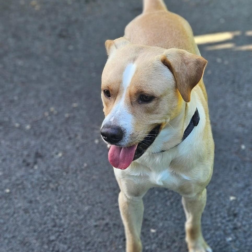 Powder, a ADOPTABLE mixed breed in Windsor, CT image 3/4