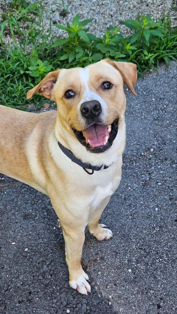 Powder, ADOPTABLE, Adult Male Labrador Retriever.