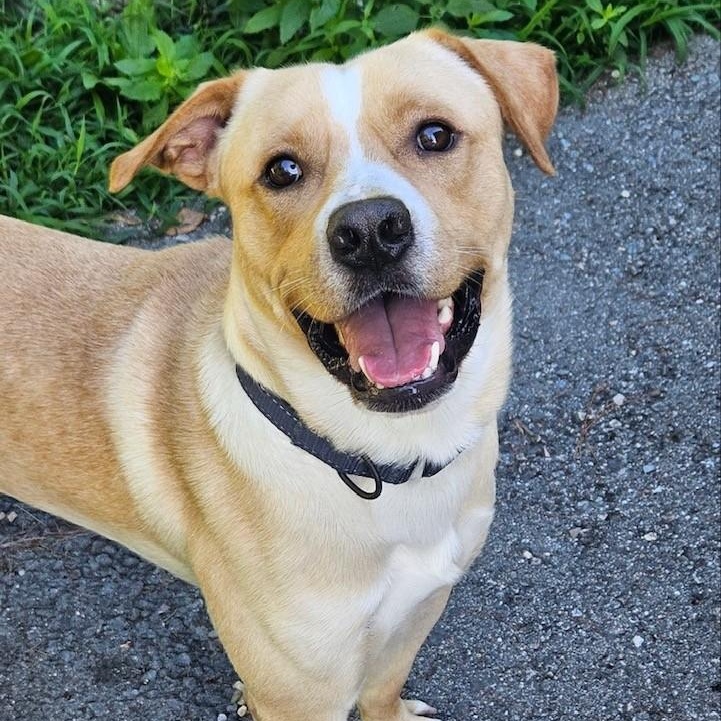 Powder, a ADOPTABLE mixed breed in Windsor, CT image 2/4