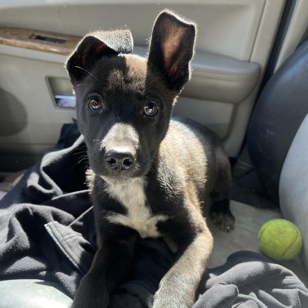 Enlarge Pebbles, a Adoptable mixed breed in Hopkinton, MA image 2/6
