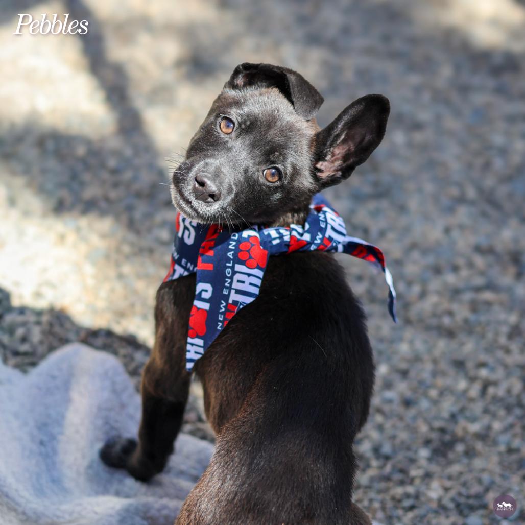 Enlarge Pebbles, a Adoptable mixed breed in Hopkinton, MA image 4/6