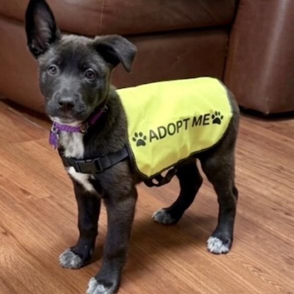 Enlarge Pebbles, a Adoptable mixed breed in Hopkinton, MA image 6/6